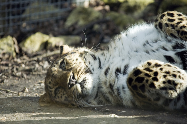 Обои картинки фото животные, леопарды, амурский, леопард