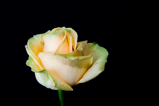 Обои картинки фото цветы, розы, роза