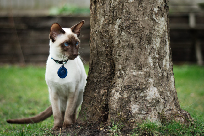 Обои картинки фото животные, коты, дерево