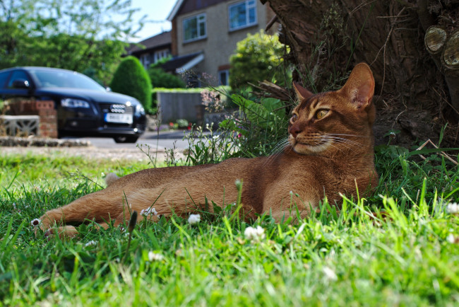 Обои картинки фото животные, коты, дерево, трава