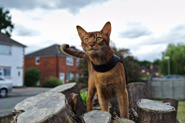 Обои картинки фото животные, коты, пенек