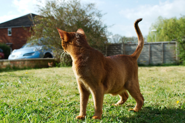 Обои картинки фото животные, коты, прогулка