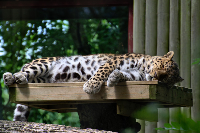 Обои картинки фото животные, леопарды, пятна, леопард