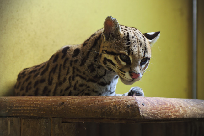 Обои картинки фото животные, оцелоты, пятна