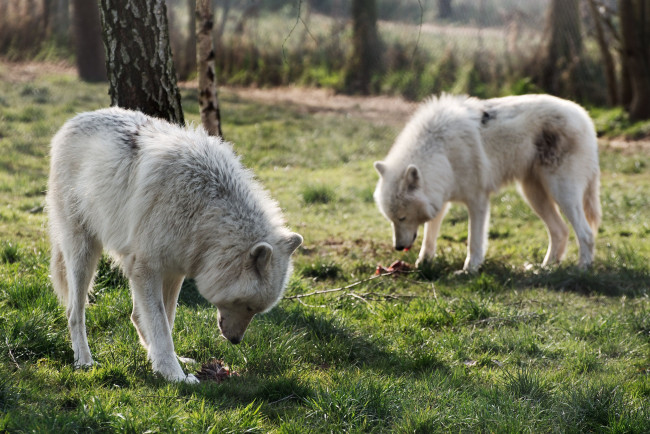 Обои картинки фото животные, волки, арктический, волк