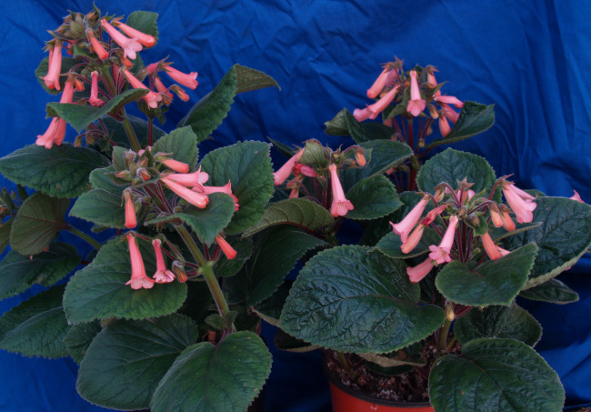 Обои картинки фото цветы, глоксиния, синнингия