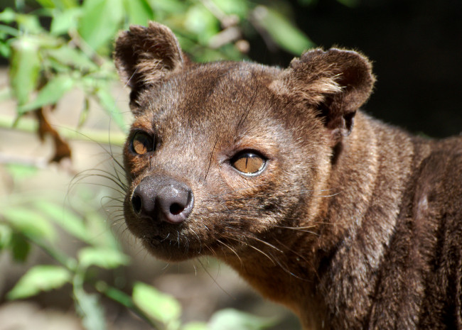 Обои картинки фото животные, другое, фосса