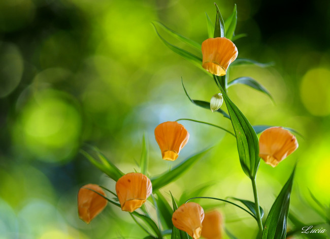 Обои картинки фото цветы, сандерсония, золотой, ландыш