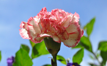 Картинка цветы гвоздики небо природа макро лепестки гвоздика