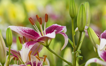 Картинка цветы лилии +лилейники лепестки