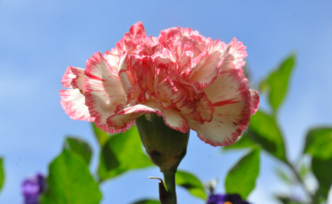 Обои картинки фото цветы, гвоздики, небо, природа, макро, лепестки, гвоздика