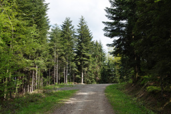 Картинка природа дороги тракт