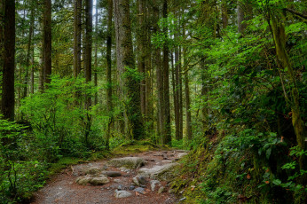 Картинка природа дороги тракт