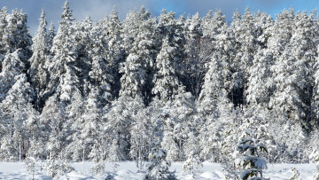 Картинка природа зима снег