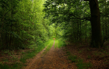 Картинка природа дороги тракт