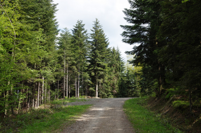 Обои картинки фото природа, дороги, тракт