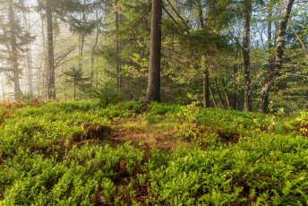 Картинка природа лес простор