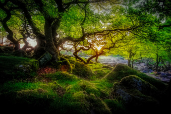 Картинка природа лес простор