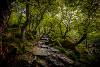 Картинка природа лес простор