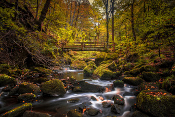 Картинка природа реки озера река лес