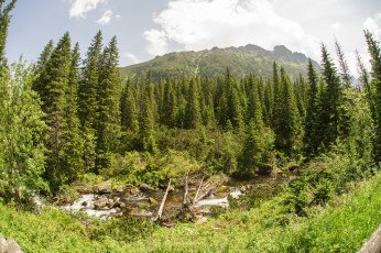 Картинка природа лес простор