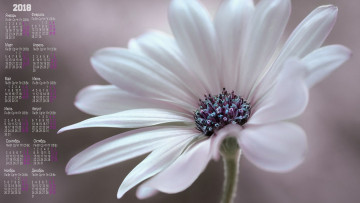 Картинка календари цветы белый цвет