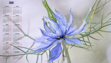 Картинка календари цветы бутон