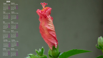 Картинка календари цветы бутон