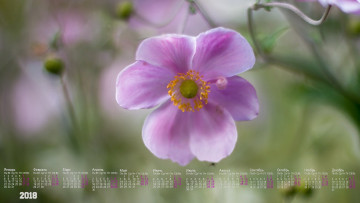 Картинка календари цветы бутон