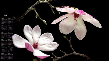 Картинка календари цветы черный фон белый цвет