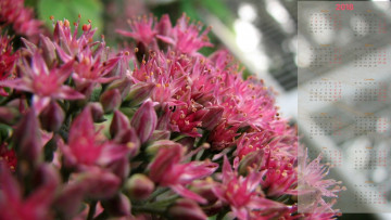 Картинка календари цветы лепестки