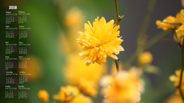 Картинка календари цветы желтый цвет