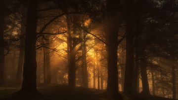 Картинка природа лес простор