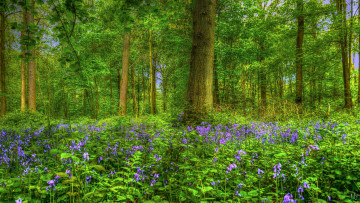 Картинка природа лес простор