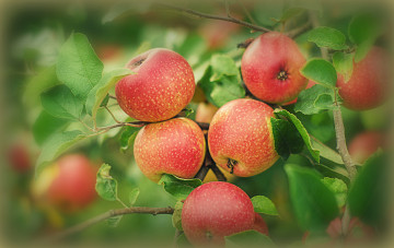 Картинка природа плоды яблоки