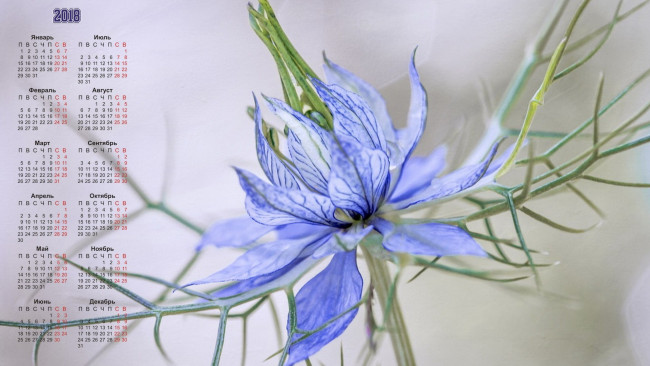 Обои картинки фото календари, цветы, бутон