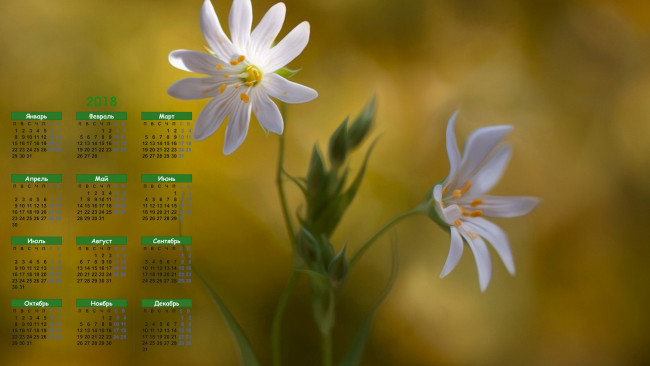 Обои картинки фото календари, цветы, лепестки
