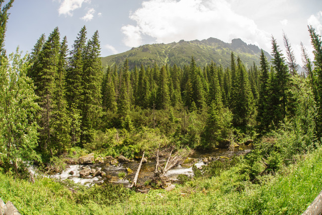 Обои картинки фото природа, лес, простор