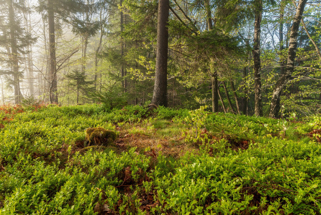 Обои картинки фото природа, лес, простор