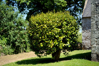 Картинка природа деревья дерево