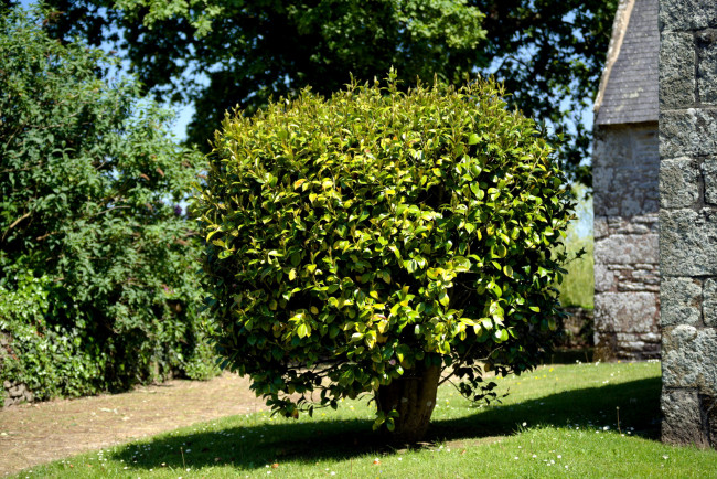 Обои картинки фото природа, деревья, дерево