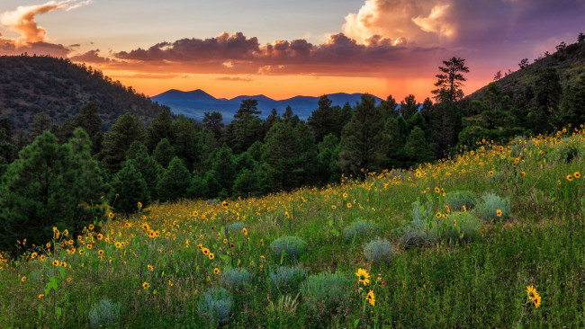 Обои картинки фото природа, луга, луг