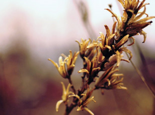 Картинка цветы цветущие+деревья+ +кустарники ветка