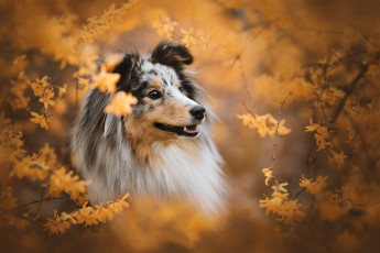 Картинка животные собаки собака