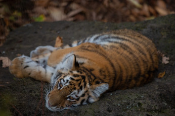 Картинка животные тигры тигр