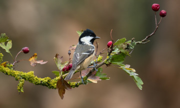 Картинка животные синицы +лазоревки птица