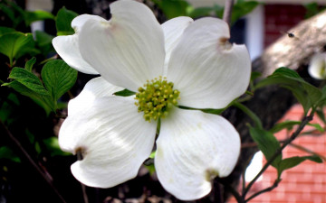 обоя цветы, кизил, белый, листья