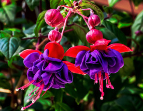 Картинка цветы фуксия