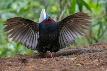 Картинка животные птицы птица