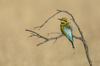 обоя животные, щурки , пчелоеды, птица